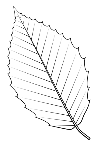 American Beech Leaf Coloring Page